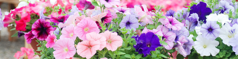 petunia, petunias, annual flowers